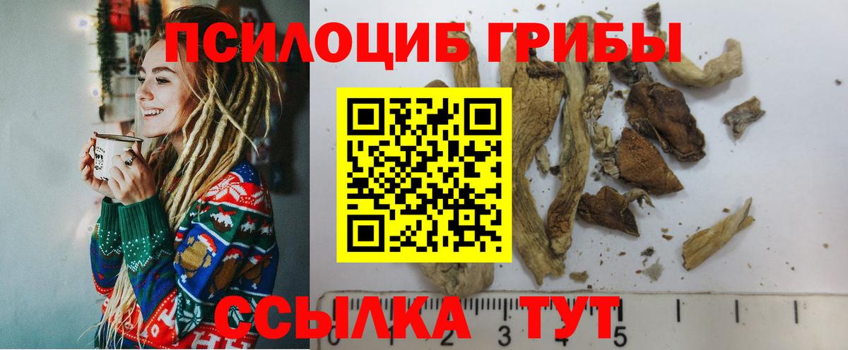 Галлюциногенные грибы Psilocybine cubensis Богородск